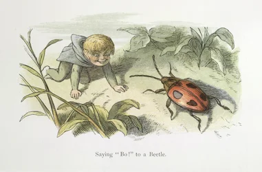 Saying Boo! to a Beetle