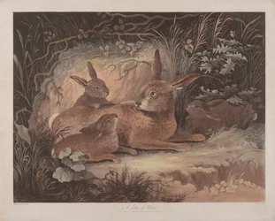 Set of Four: (3) A Litter of Hares