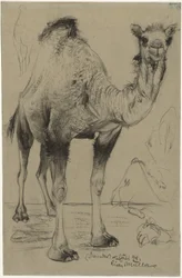 Dromedary