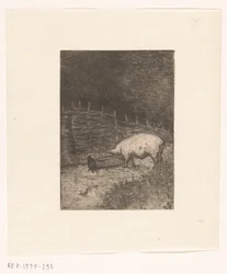 Pig Eating from a Trough