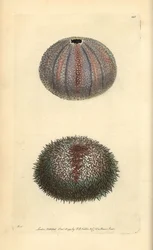 Edible sea urchin, Echinus esculentus, from George Shaw and Frederick Nodder