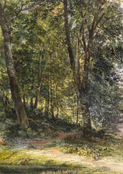 Sun Dappled Woods, Surrey