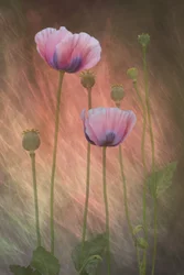 Dreamy Pink Poppies