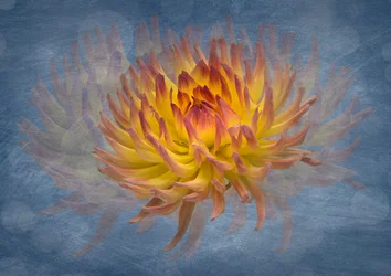 Golden Dahlia Flow