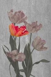 Vibrant Parrot Tulips