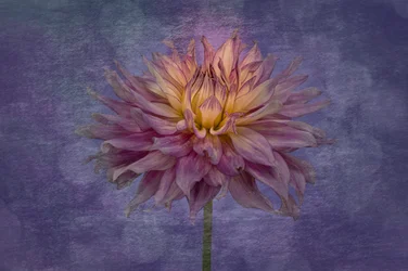 Vibrant Purple Dahlia