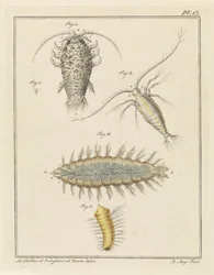 Agate Isopod, Copepod, and Bristle Worm
