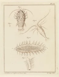 Agate Isopod, Copepod, and Bristle Worm