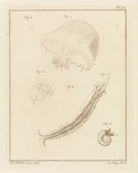 Various Sea Creatures