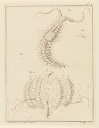 Ribbon Worm and a Comb Jelly