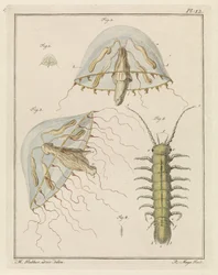 Leptomedusa and a Brackish Water Isopod