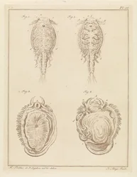 Crustacean and Mollusk