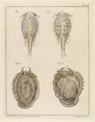 Crustacean and Mollusk