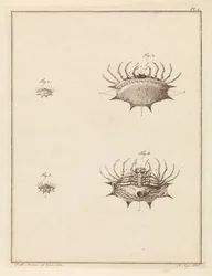 Orb Weaver Spider