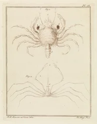 Shore Crab and a Type of Arrow Crab