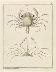 Beach Crab and a Type of Arrow Crab