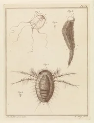 Various Sea Creatures
