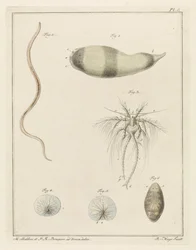 Various Sea Creatures