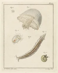 Various Sea Creatures