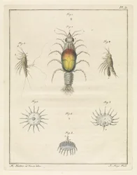 Various Sea Creatures