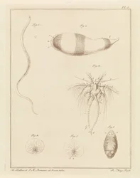 Various Sea Creatures