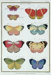 Butterflies from 