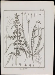 Marine Diagram of Flowers, c.1810