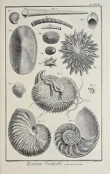 Sea Shells, Illustration from 