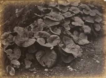 Plant Study, 1860s