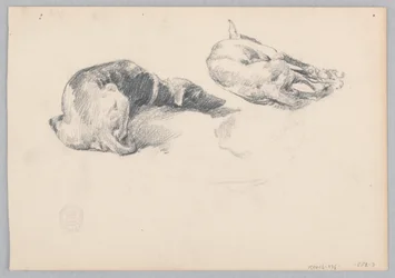 Dogs