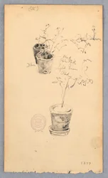 Flower Pots, 1877