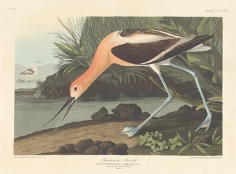 American Avocet, 1836