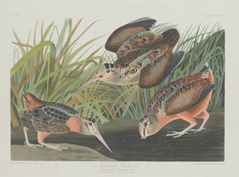 American Woodcock, 1835