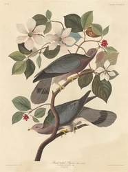 Band-tailed Pigeon, 1837.
