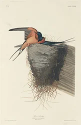 Barn Swallow