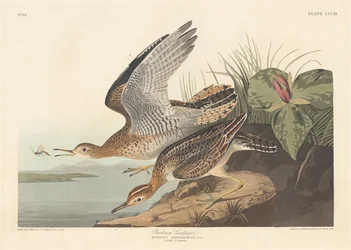 Bartram Sandpiper