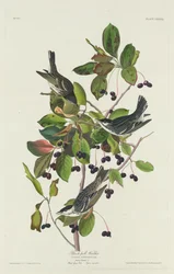 Black-Poll Warbler, 1832