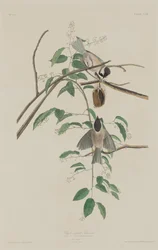 Black-capped Titmouse