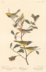 Black-throated Green Warbler, Blackburnian Warbler and Mourning Warbler