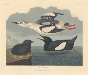 Black Guillemot, 1834