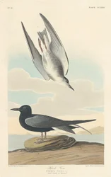 Black Tern, 1835