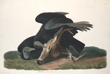 Black Vulture, 1831