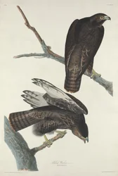 Black Warrior, 1830.