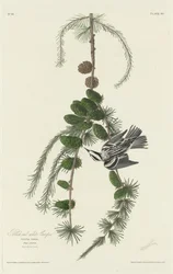 Black and White Creeper