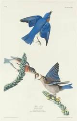 Blue-Bird, 1831