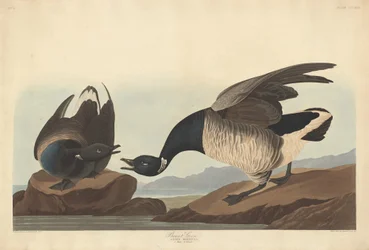 Brant Goose