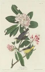 Canada Warbler, 1831
