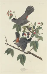 Cat Bird, 1832