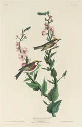Chestnut-sided Warbler, 1829