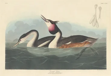 Crested Grebe, 1836